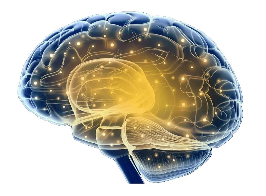 Noopept brain