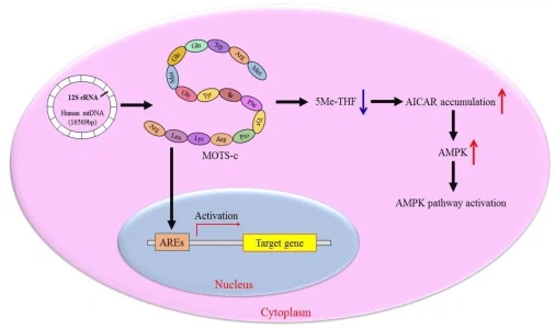 How Does Mots-C Work