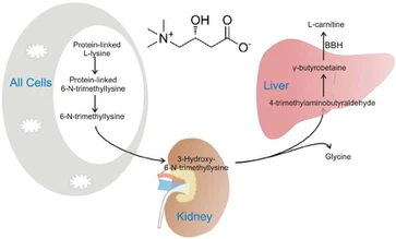 what is L-carnitine what is L-carnitine
