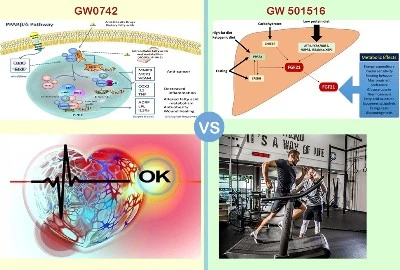 What are the differences between GW 0742 and GW501516 What are the differences between GW 0742 and GW501516
