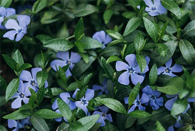 Un fiore così bello può effettivamente disintossicare e curare le malattie