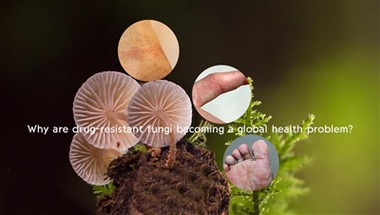 Perché i funghi-resistenti ai farmaci stanno diventando un problema sanitario...