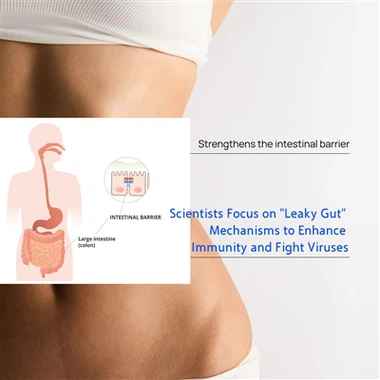 Gli scienziati si concentrano sui meccanismi della permeabilità intestinale p...