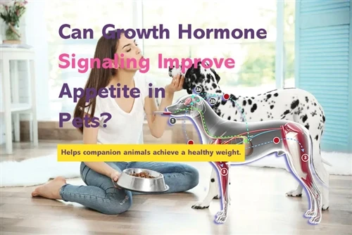 L’ormone della crescita può supportare l’appetito degli animali domestici?
