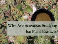 Perché gli scienziati stanno studiando gli estratti delle piante ghiacciate